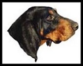 BlackandTan