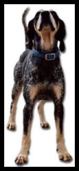 bluetick