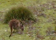 World Champion Kangaroo Boxer