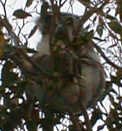 A doped up Koala bear