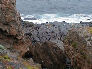 New Zealand fur seals from a distance