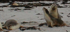 A group of seals or sealions