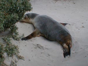 A napping seal pup