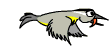 /user/Bird_loses_feathers.gif