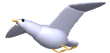 /user/White_seagull.gif