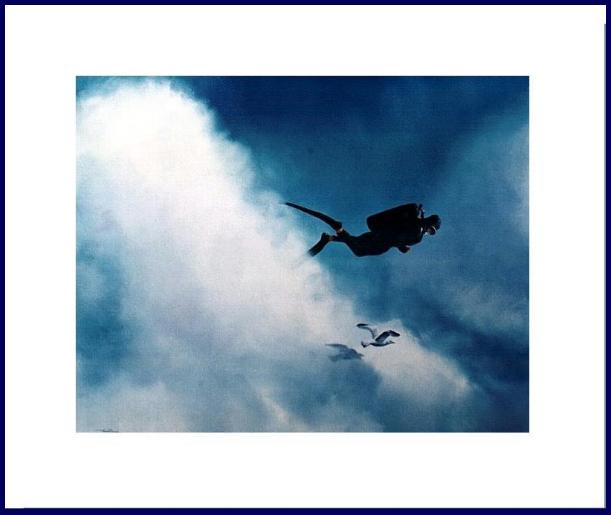 OH GOD, A SEAGULL !! lec290-PR