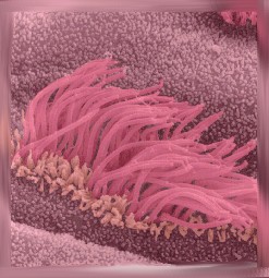 Healthy Cilia
