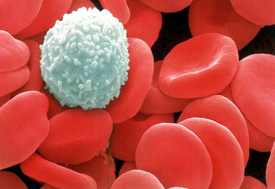 One very healthy white cell laying with many strong red cells.