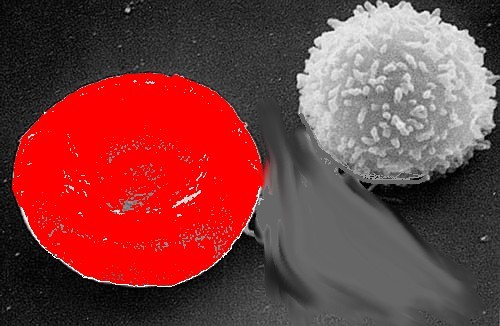 A stronge white cell with an hand drawn and very healthy red cell.