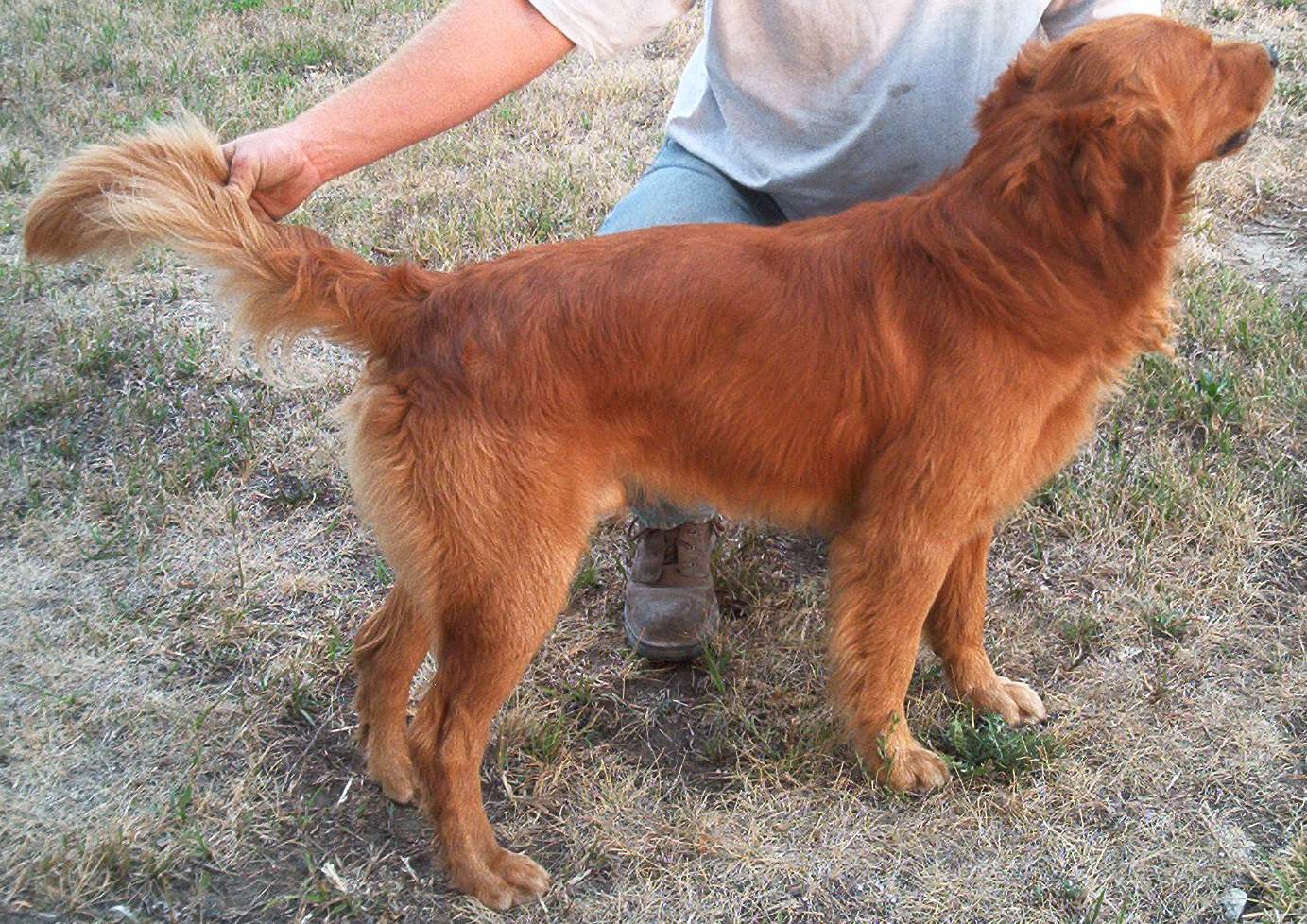 Copper sales golden retriever
