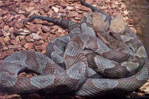 Grey Copperheads