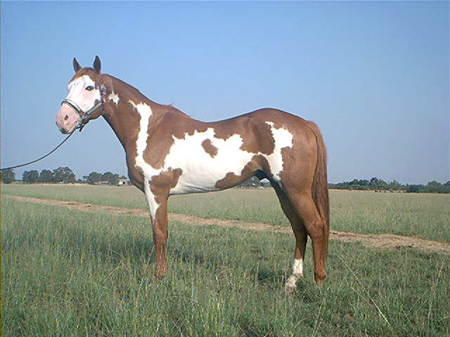 Country has a good mind and his looks he past these qualities&nbsp; to his foals check out his foals in for sale list&nbsp; STUD FEE $400.00 
