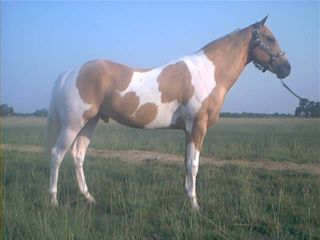 Copper 1st foal crop will hit the ground in 2003 STUD FEE $400.00