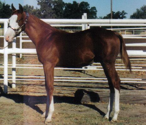 This stud colt has been shown in a varity of shows. He has placed first in all of the classes he has been shown in. PRICE $2,500