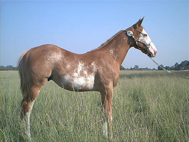 This stud colt has been shown in local show and fairs he has done verywell he real nice mover price $2500.00