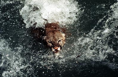 Mountain Lion photo