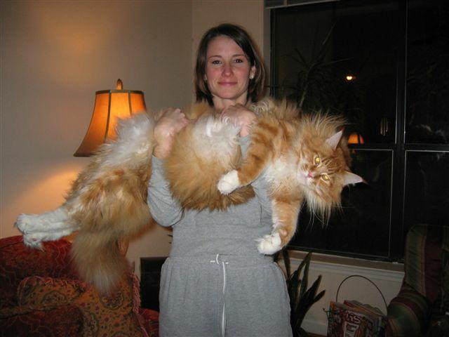 A giant cat.