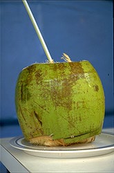 A �gua do coco verde,  apresenta in�meras propiedades medicinais, sendo grande a procura para o consumo in natura e envasado
