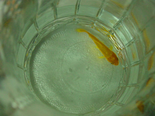 "Fish" by Cora Chan