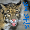 Another icon from a real picture XP&nbsp; One of my favorite wild cats- the clouded leopard ^_^
