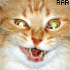 Rar*Kitties are all the rage!&nbsp; Really!&nbsp; Take home a rar*kitty today!