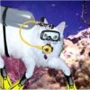 Scuba*Kitties are all the rage, too.... o.o&nbsp; Not really, but they're on everyone's Christmas/Birthday lists..... ok, I lied again.&nbsp; Oh well, enjoy oO