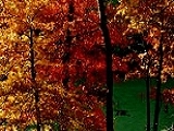 trees in fall