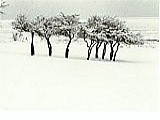 winter trees