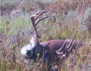 KANSAS BUCK