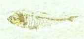 fish fossil