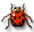 ladybug picture