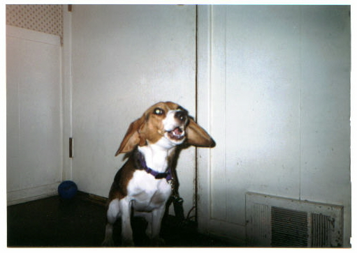 That dog is nuts!