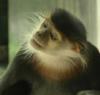 monkey behind the wheel