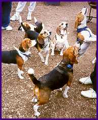 /user/beaglefest2.jpg