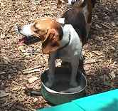 /user/fbeagleest4-1.jpg