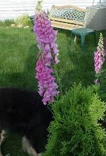 New bench to watch sunsets from - one of 3 arborvitae in foreground, foxglove