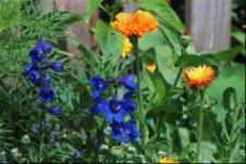 Rocket Larkspur and Zinnia