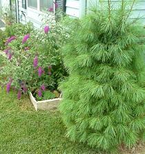 white pine and buddleia