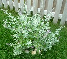 Butterfly Bush - lavender