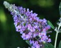 Close-up of the butterfly bush blossom