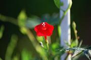 Hot red and gorgeous Cardinal Climber