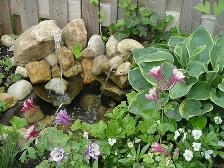 pond - also birdbath - with columbine "Music Box" series,  Frances Williams hosta, in their 2nd year
