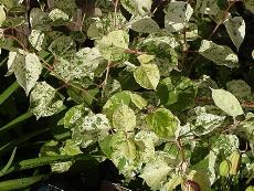 Fallopia, an unusual plant, has white flowers in August, variegated leaves the rest of the year
