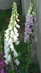 The foxglove I didn't even know I'd grown