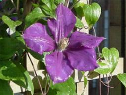 Clematis x Jackmanii - also in their 2nd year