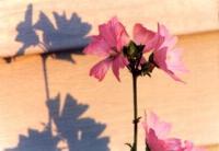 Marsh Mallow