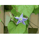 Morning Glories - Heavenly Blue