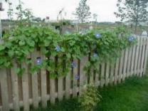 Morning Glories - covering the fence