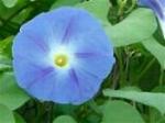 Morning Glory - an Annual vine