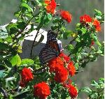 Monarch on Lantana